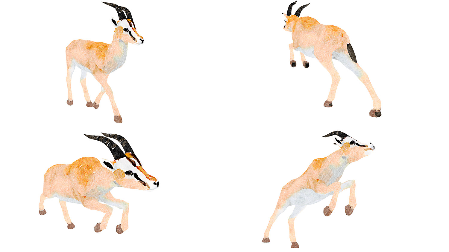 Africa Animal Illustration Animated Part 2