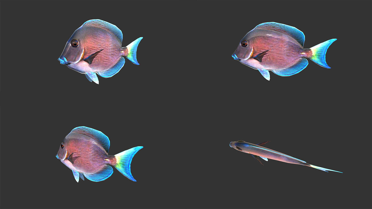 Low poly Fish Collection Animated Pack 2