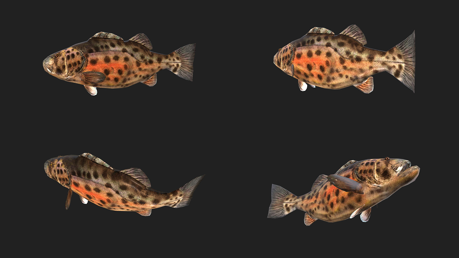 Low poly Fish Collection Animated Pack 2