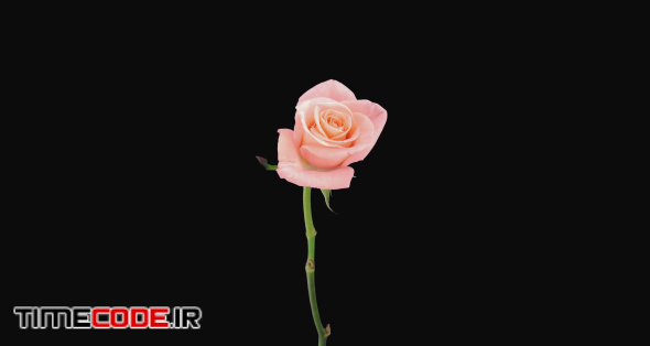 Time-lapse of resurrection pink Girlfriend rose 4a4-rev in 4K PNG+ format with ALPHA transparency channel isolated on black background