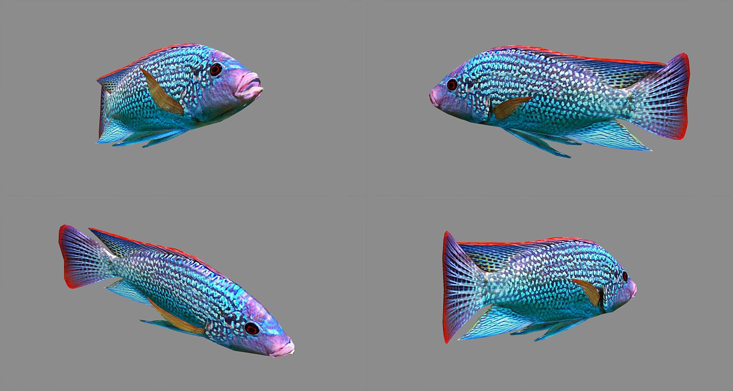 Low poly Fish Collection Animated Pack 3