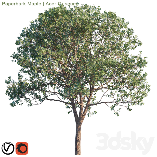Paperbark Maple | Acer Griseum # 2