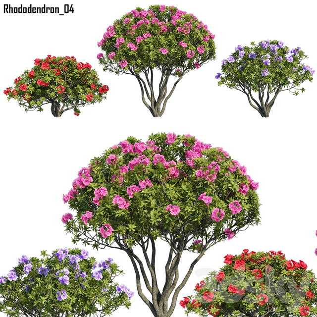 Rhododendron 04