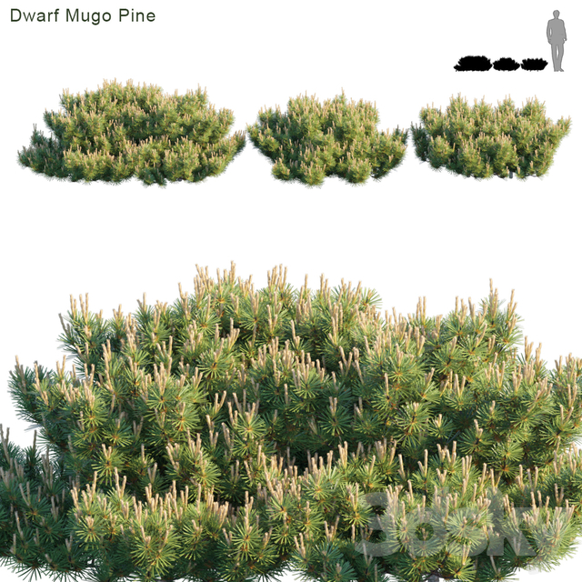 Dwarf Mugo Pine | Creeping Pine
