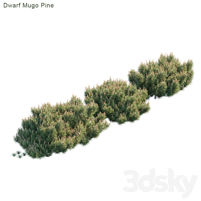 Dwarf Mugo Pine | Creeping Pine