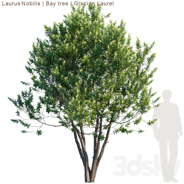 Laurus Nobilis | Bay Tree | Grecian Laurel Tree