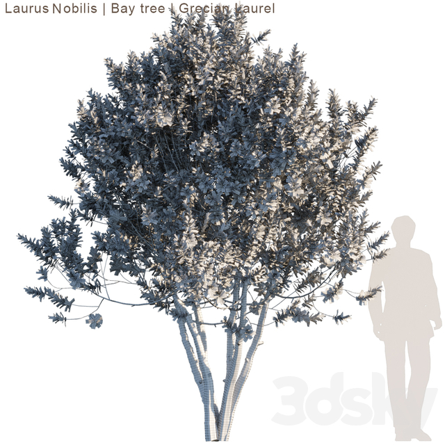 Laurus Nobilis | Bay Tree | Grecian Laurel Tree
