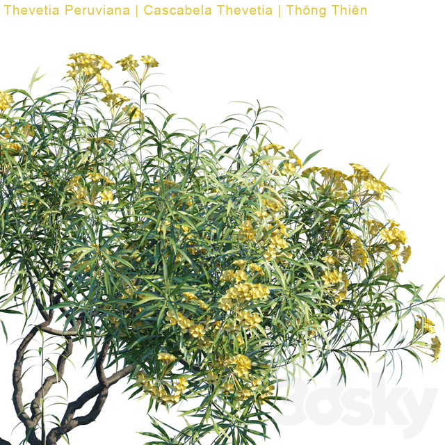 Thevetia Peruviana | Cascabela Thevetia