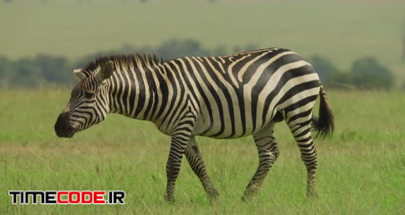 Zebra Grazing And Walking