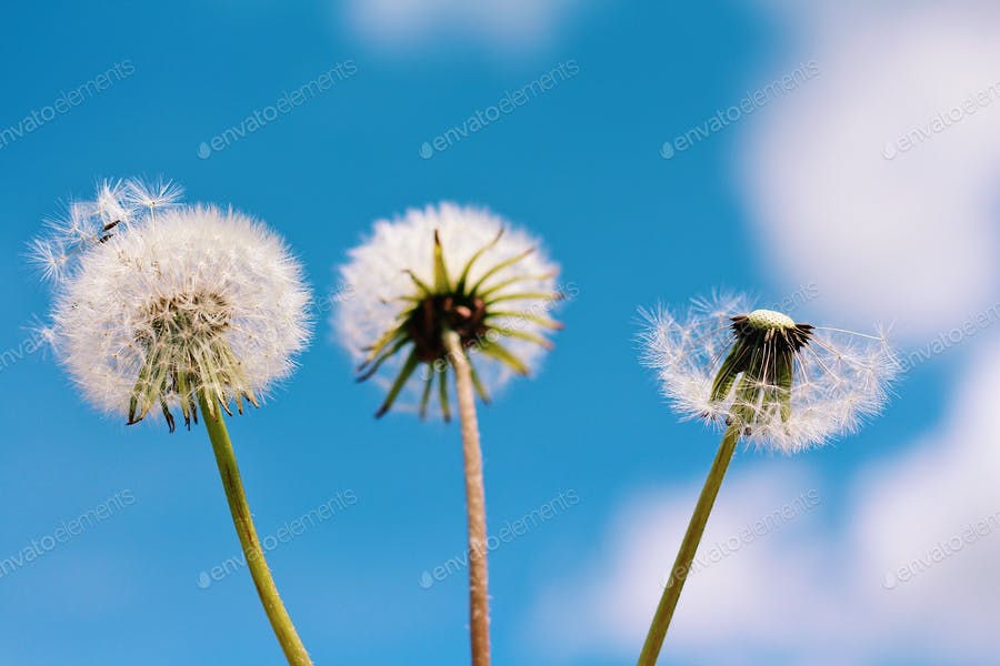 Dandelions And Blue Sky