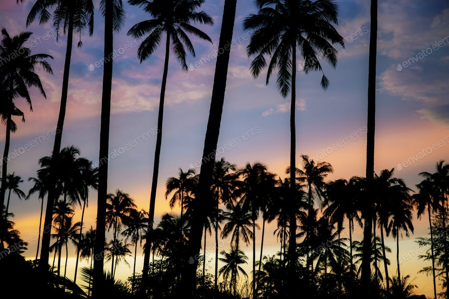 Palm Tree With Color Sky