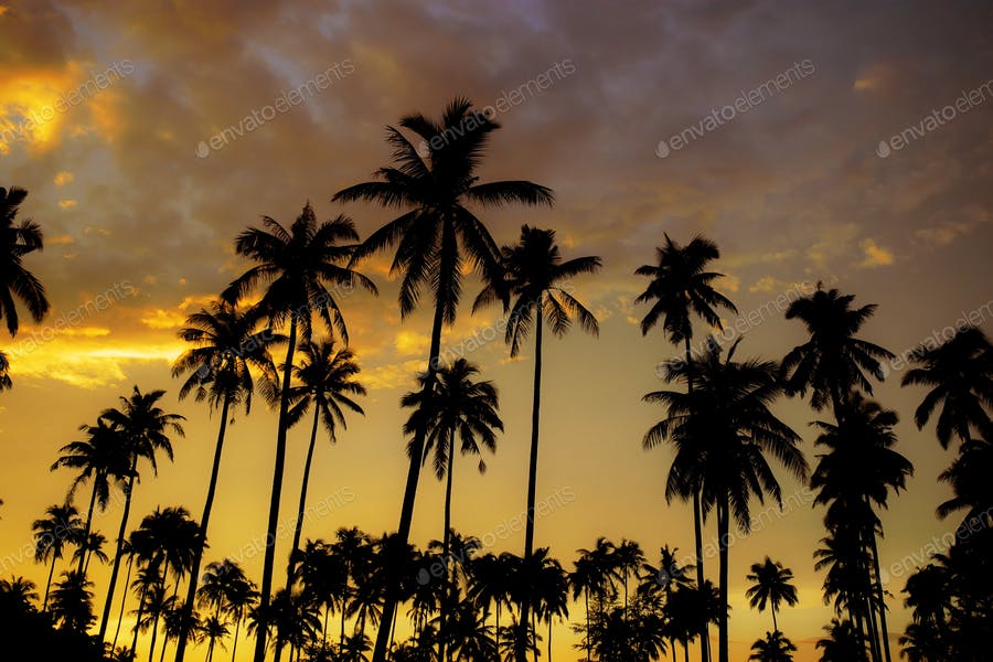 Palm Tree With Golden Sky