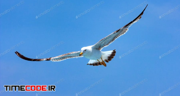 Seagull Hovers In Sky