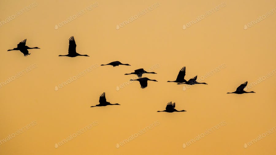 Cranes Against Orange Sky
