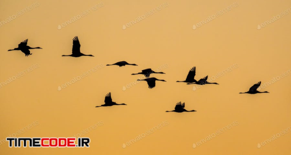 Cranes Against Orange Sky