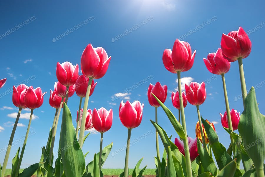 Tulips On Blue Sky.