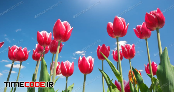 Tulips On Blue Sky.