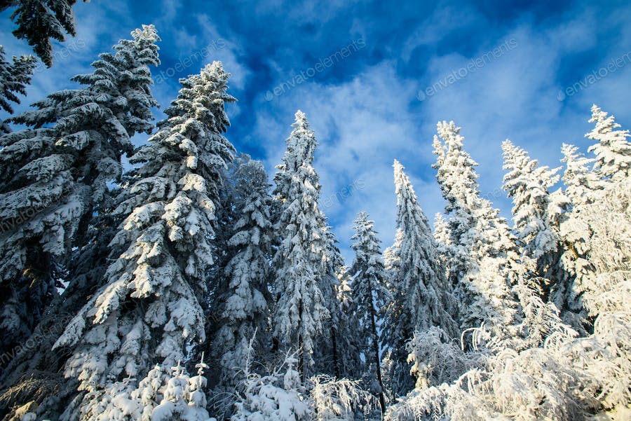 Blue Sky And Snow-covered Trees
