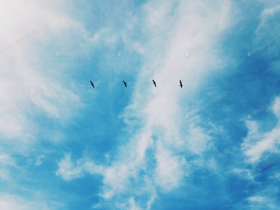 Birds Flying In Sky