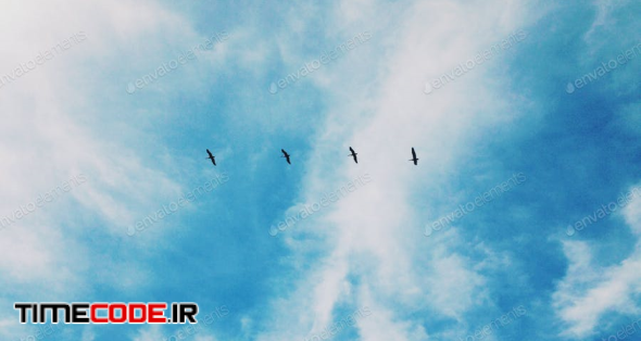 Birds Flying In Sky