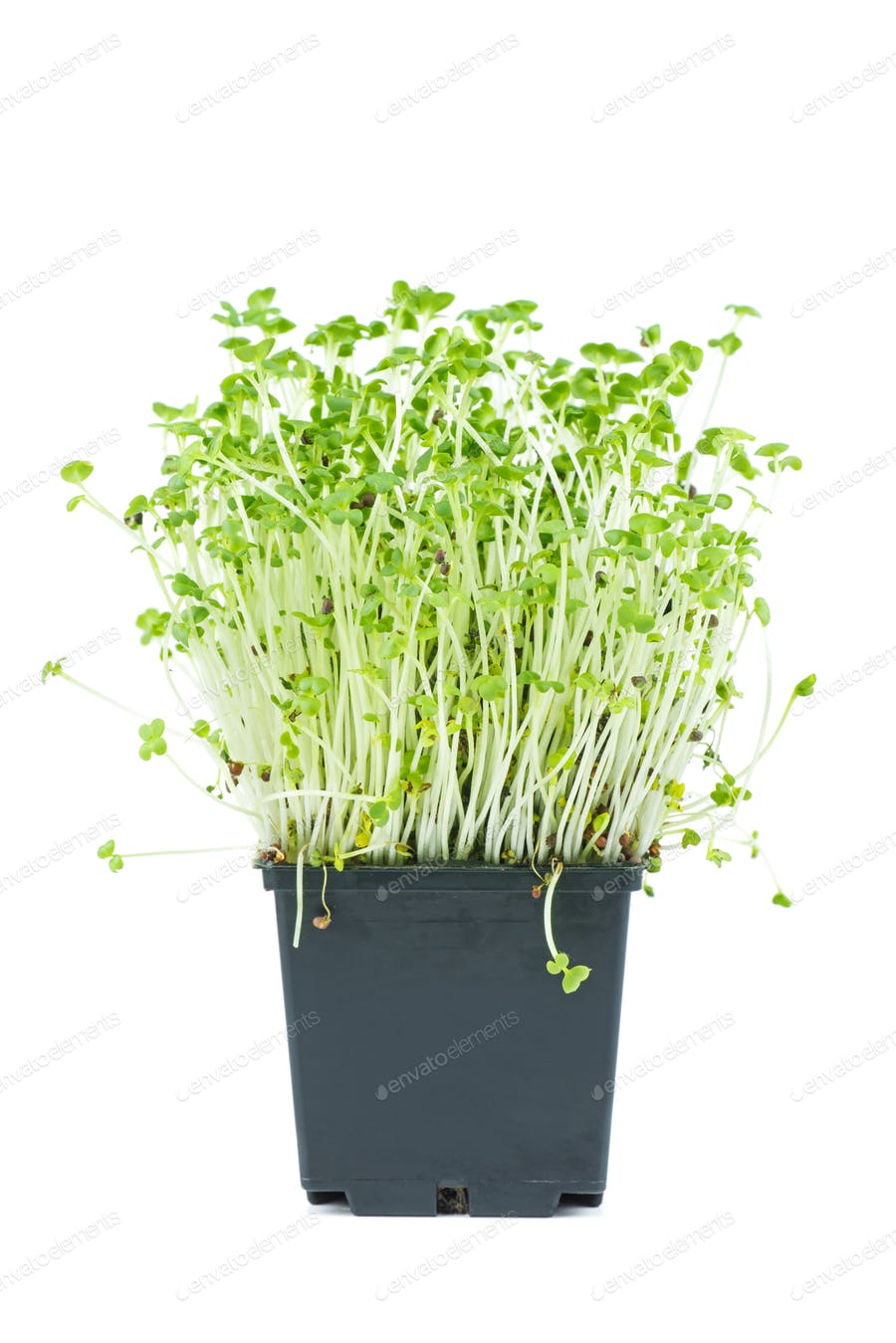 Mustard Sprouts In Black Plastic Pot Isolated On White Background