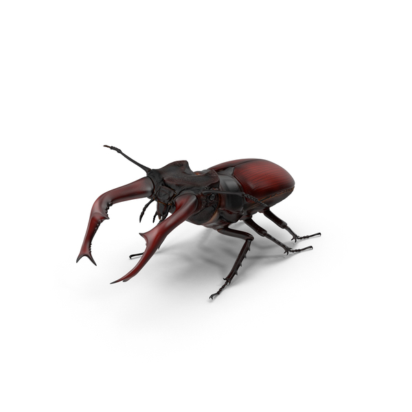  Creepy Crawlies Collection PNG & PSD Images 