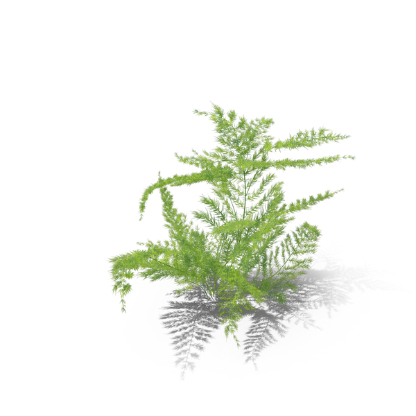  Forest Details Collection PNG & PSD Images 