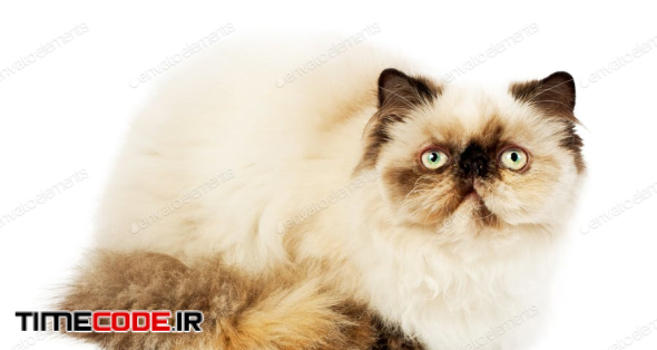 Cream Persian Cat