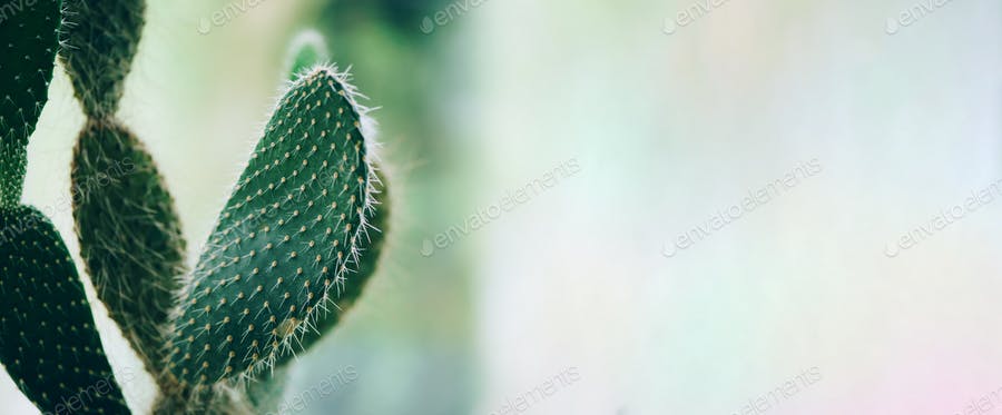 Tropical Cactus Background. Minimalism Style. Creative Concept. Trendy Exotic Fashionable Plant