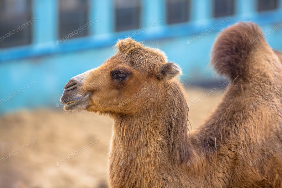 Resting Camel With Village Background