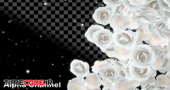  Event Roses White 