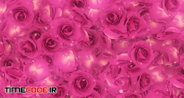  Roses Pink Background 