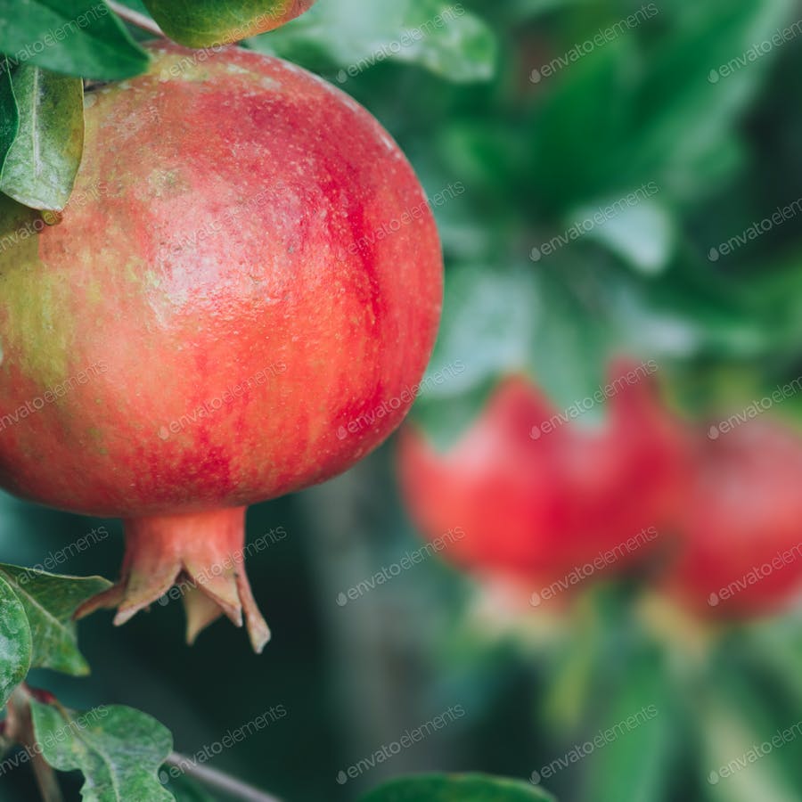 Organic Pomegranate Fruits On Branch