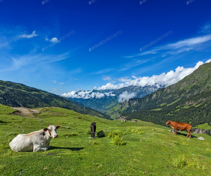 Cows Grazing In Himalayas