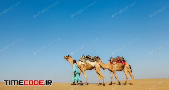 Cameleer (camel Driver) With Camels In Rajasthan, India