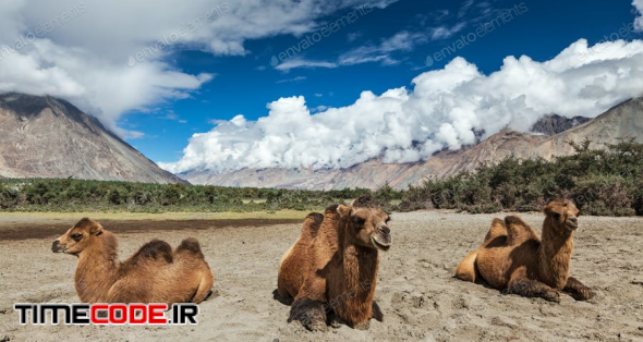 Camel In Nubra Vally, Ladakh