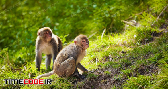 Rhesus Macaques In India