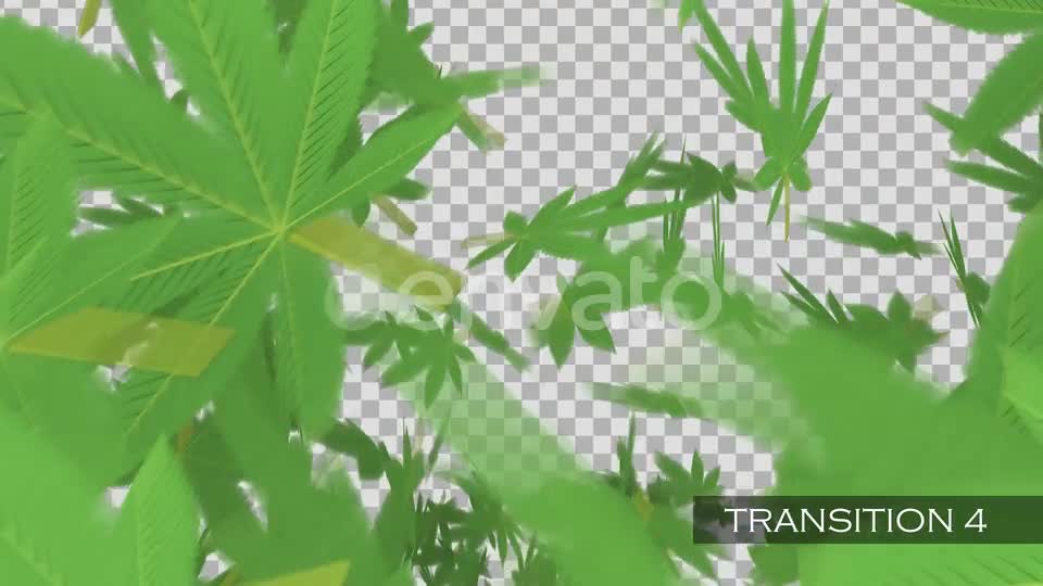 Cannabis Transitions