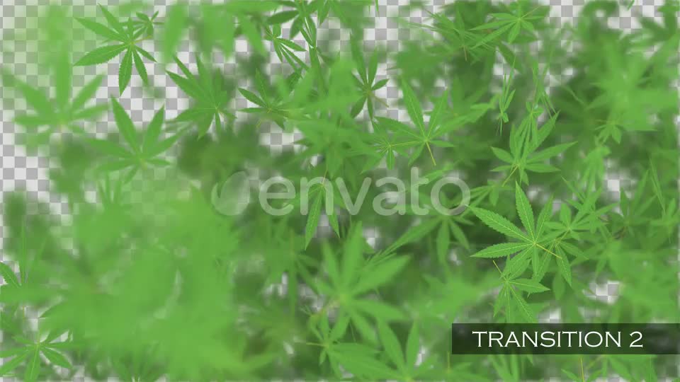 Cannabis Transitions