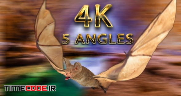 Bat Flying From 5 Different Angles