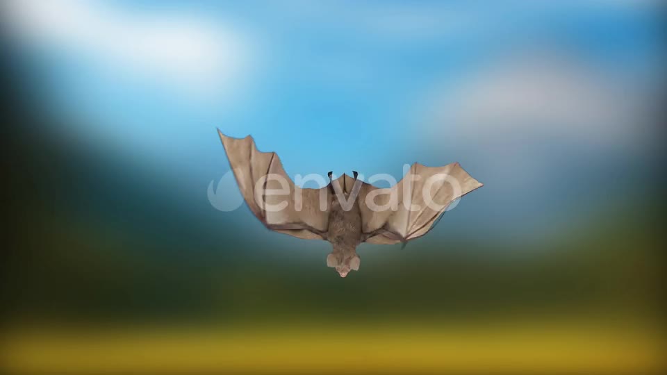 Bat Flying From 5 Different Angles