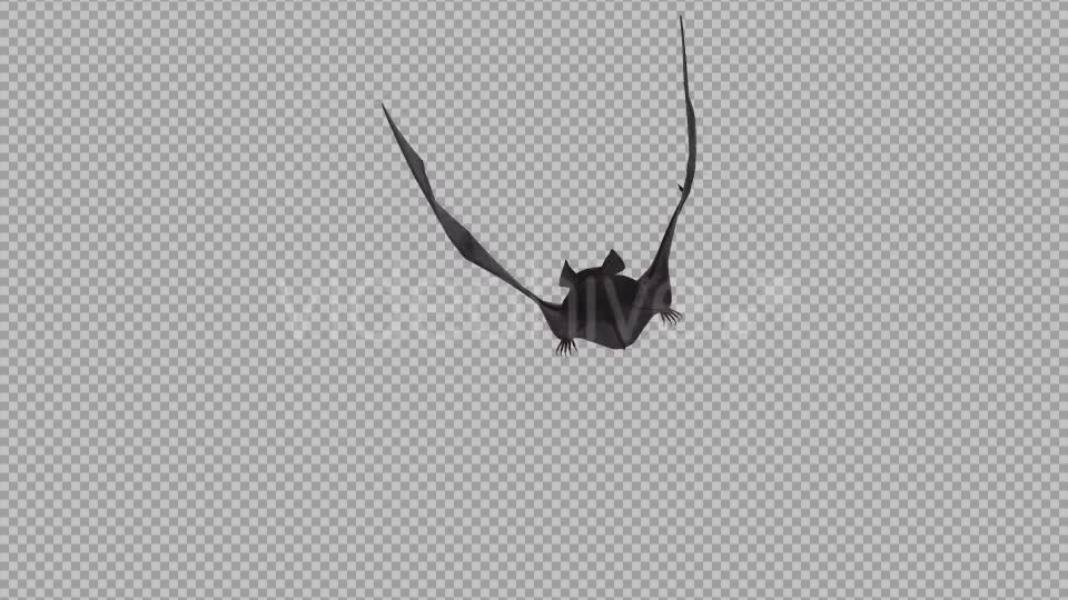 Vampire Bat - Flying Cycle - Back Side - 4K