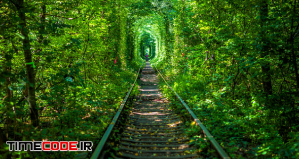 A Railway In The Spring Forest Tunnel Of Love 