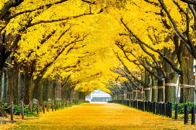Row Of Yellow Ginkgo Tree In Autumn. Autumn Park In Tokyo, Japan. Free Photo