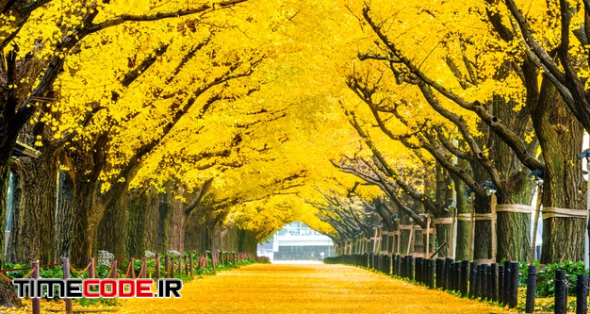 Row Of Yellow Ginkgo Tree In Autumn. Autumn Park In Tokyo, Japan. Free Photo