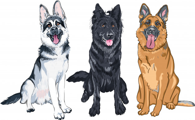 Illustration Set Of Shepherd Dogs 