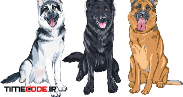 Illustration Set Of Shepherd Dogs 
