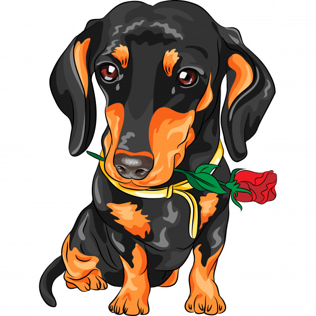 Vector Dog Dachshund With Red Flower 